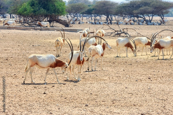 Obraz Arabian oryx or white oryx (Oryx leucoryx) medium-sized antelope with long, straight horns and tufted tail.