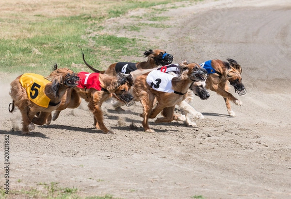 Obraz Greyhound, Afghan hounds