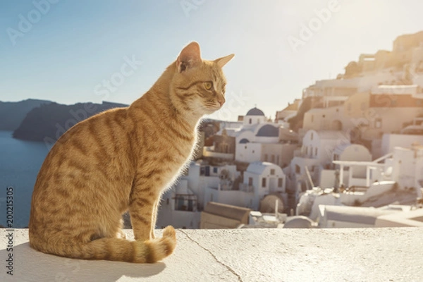 Obraz Santorini Stray Ginger Cat
