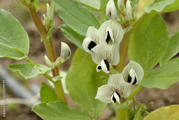 Obraz broad bean flower
