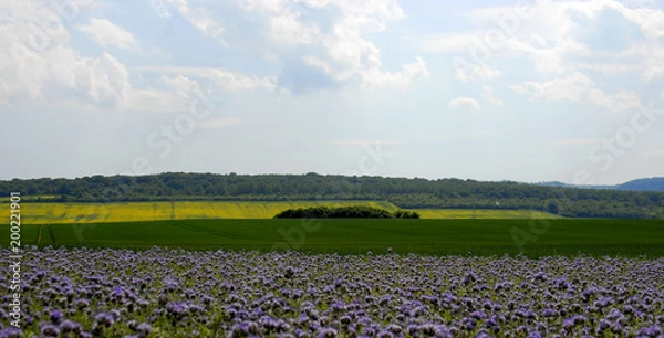 Fototapeta Blooming fields