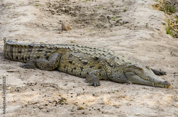 Obraz Orinoco crocodile (Crocodylus intermedius)