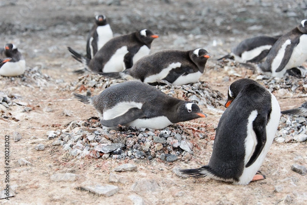 Fototapeta Gentoo penguin in nest aggressive open beak