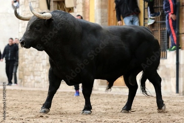 Obraz bull in spanish