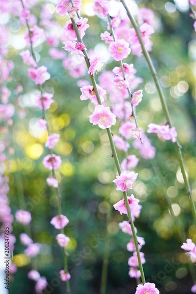 Fototapeta 京都城南宮の枝垂れ梅
