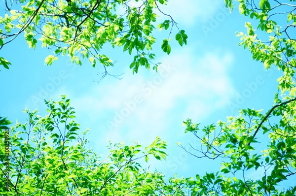 Obraz 若葉　新緑　葉