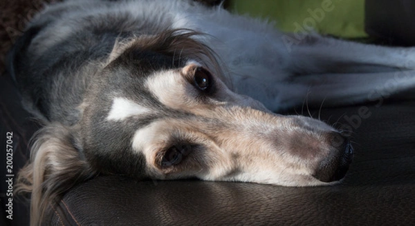 Obraz Saluki, Greyhound, Sighthound