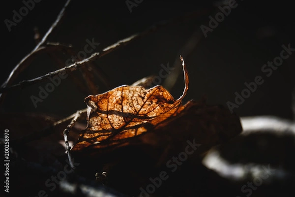 Obraz autumn leaf