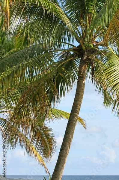 Fototapeta cocotier arbre tropical