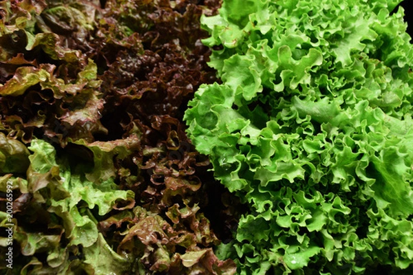 Obraz Red and Green Leaf