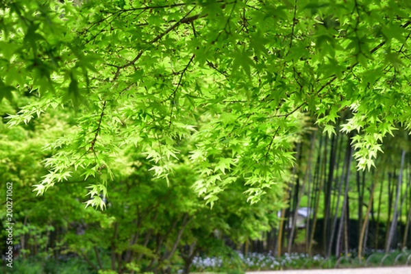Fototapeta 青紅葉と竹林　京都