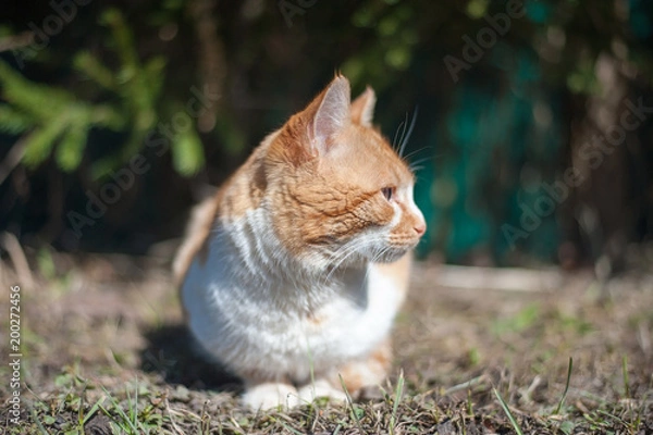 Fototapeta Рыжий кот