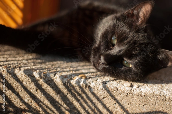 Obraz Le repos du chat