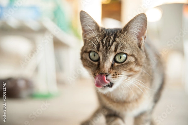 Obraz Langue de chat