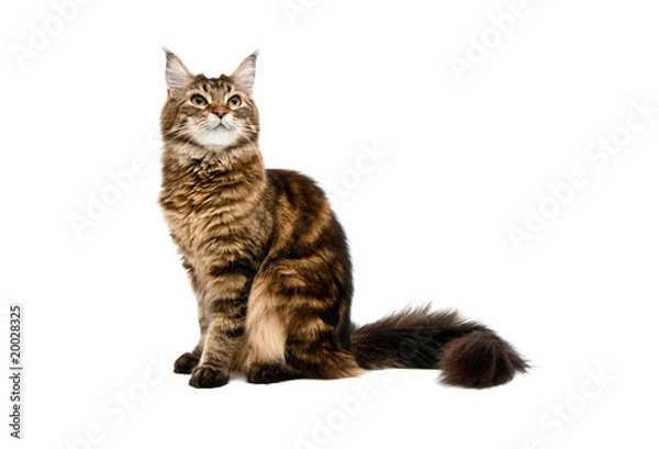 Fototapeta maine coon cat