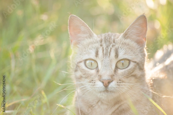 Obraz Regard de chat