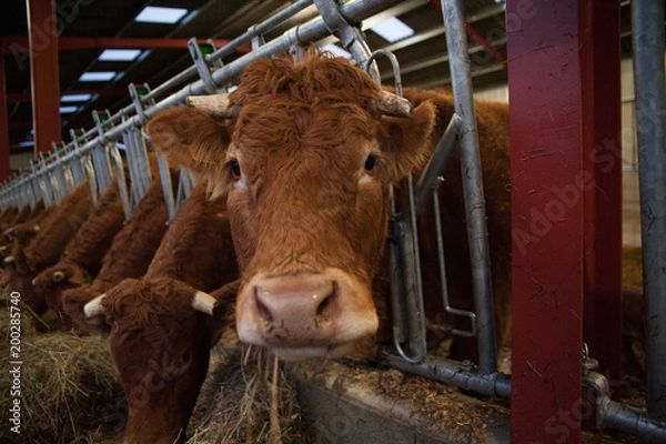 Obraz Regard de vache