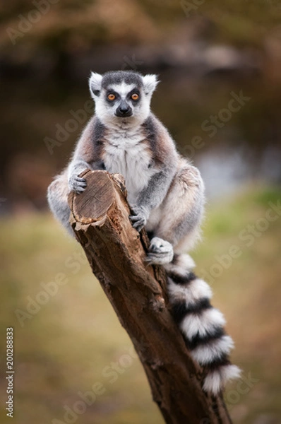 Fototapeta The ring-tailed lemur, Lemur catta sitting on a branch. Portrait of a primate with long, black and white ringed tail and orange yellow eyes.