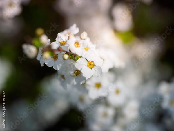 Obraz Beautiful cherry blossom sakura in spring