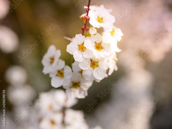 Obraz Beautiful cherry blossom sakura in spring