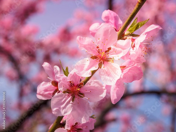 Obraz Beautiful cherry blossom sakura in spring