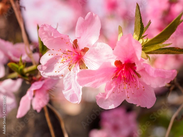Obraz Beautiful cherry blossom sakura in spring