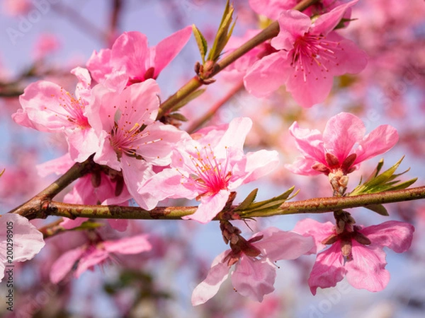 Obraz Beautiful cherry blossom sakura in spring
