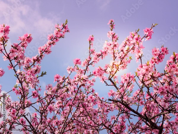 Obraz Beautiful cherry blossom sakura in spring