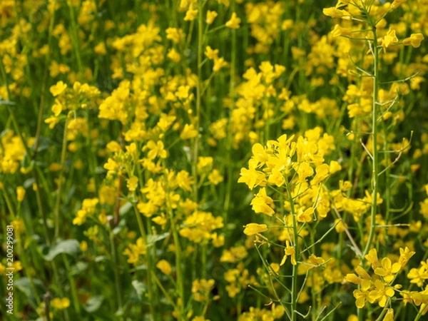 Obraz Canola Flower Fields in Jeju island