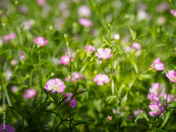 Obraz Tiny spring flowers in the garden