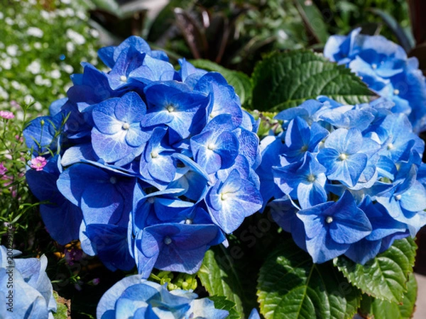 Obraz Blue hydrangea flowers