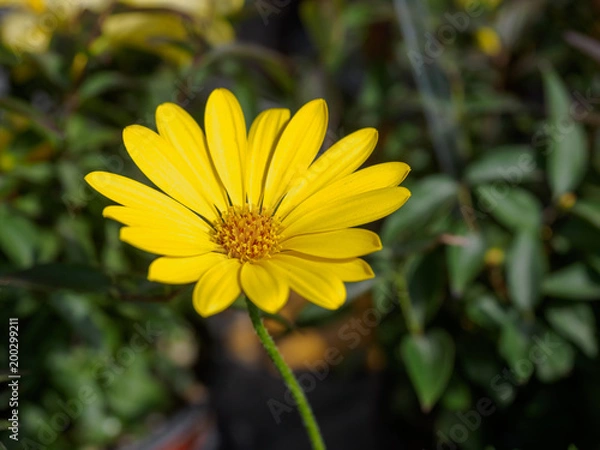 Obraz Beautiful yellow flowers