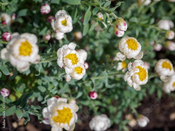Obraz Tiny white and yellow flowers with blur background