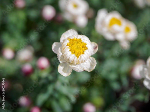 Obraz Tiny white and yellow flowers with blur background