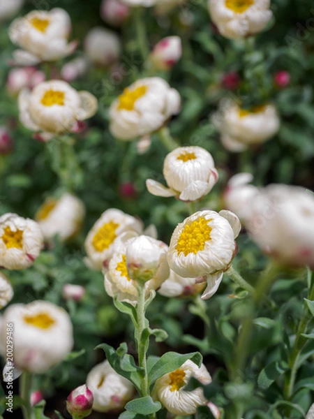 Obraz Tiny white and yellow flowers with blur background