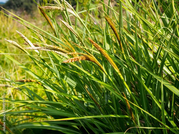 Obraz Green wild reeds in field