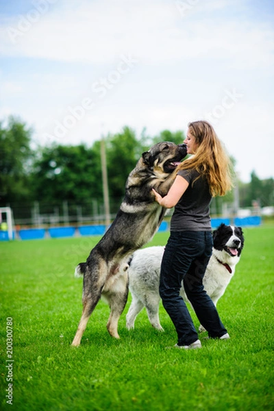 Obraz girl playing with funny dog