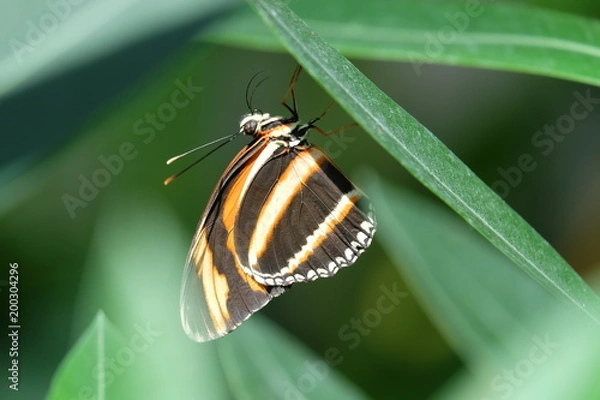 Obraz Wings like that!