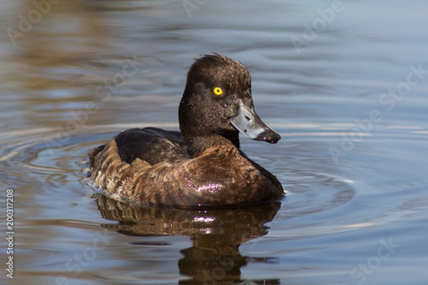 Fototapeta Wild duck on spring background, duck in the wild.