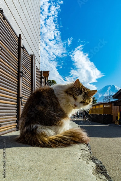 Obraz 猫と富士山