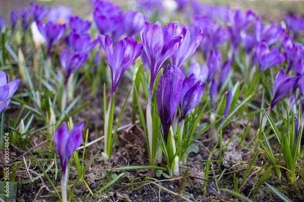 Fototapeta Крокусы фиолетовые, Шафран