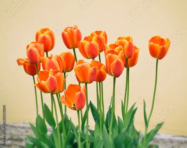 Obraz Яркие алые тюльпаны на клумбе.