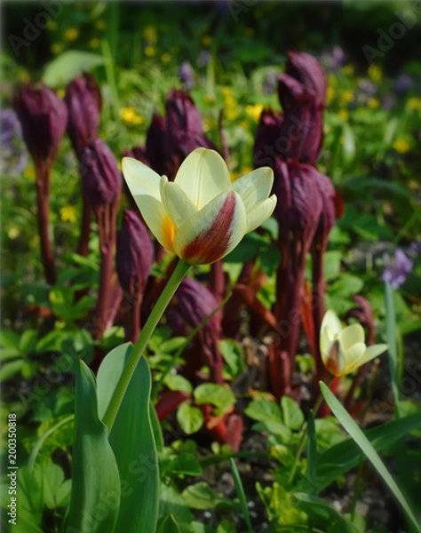 Obraz Светло-жёлтый тюльпан Кауфмана в саду.