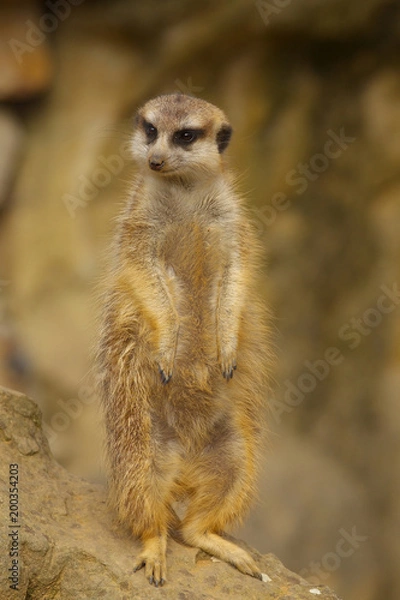 Obraz Standing Suricatta