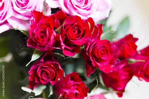 Obraz pink and red rose