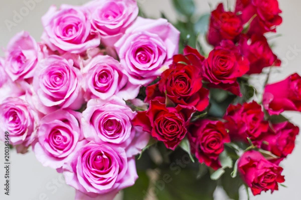 Obraz pink and red rose