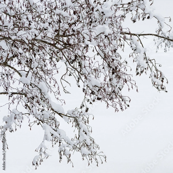 Obraz The white burden