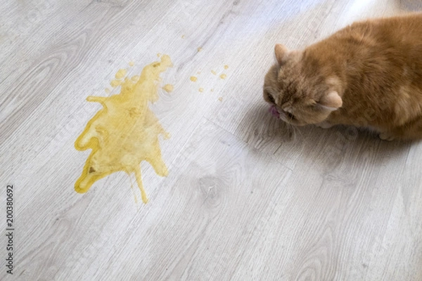 Obraz Yellow vomit on a light wooden floor and a cat