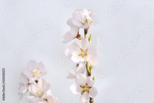 Fototapeta Flowers of an almond tree close-up on a light pale background. Selective soft focus.
