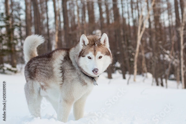 Obraz Husky male looks like a wolf. Portrait of attentive siberian Husky dog with snow on the nose standing in winter forest at sunset on trees background